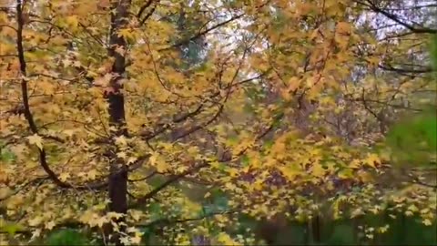 Homesteading and Off-Grid Patriots