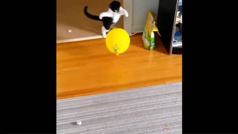 Funny cat