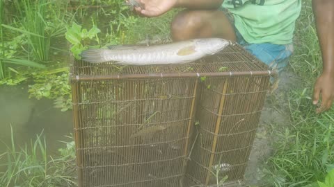 Big Fish 🐟. Indian fish 🎏