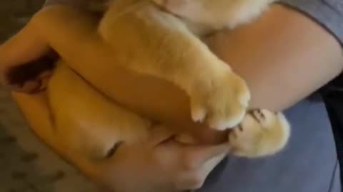 Cat Hugs Its Owner and Won’t Let Go! 🐱💕🤗