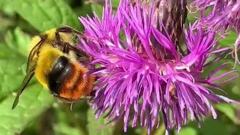 Flowers with honeybee