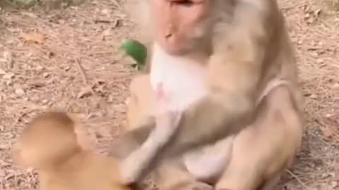 #158 - Fun and Adorable Animals