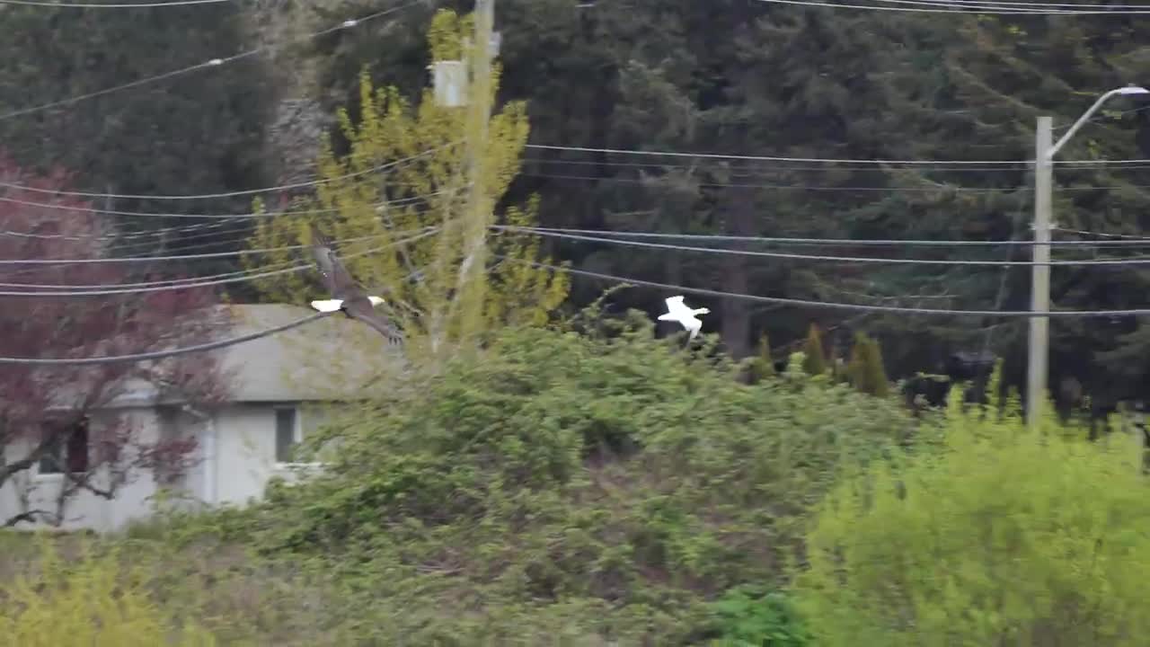 Ross Goose being chased by a Bald Eagle, Panama Flats, Victoria BC