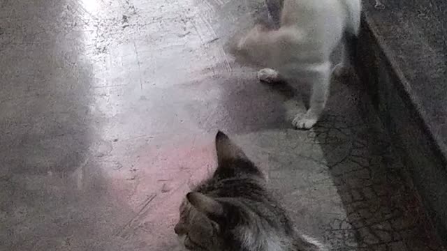 cat playing with mom's supervision