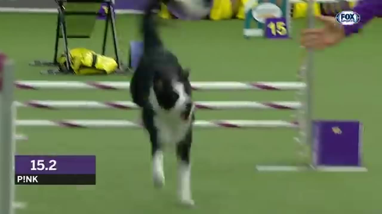 Check out the best of the 2023 WKC master agility championship