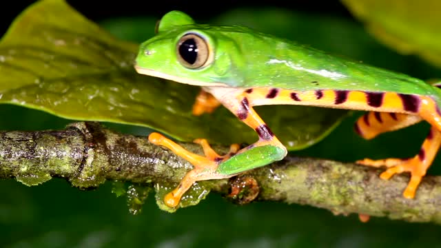 The most venomous frog in the world.