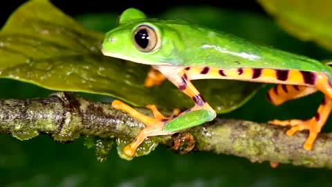 The most venomous frog in the world.