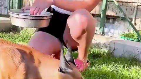 You DON'T believe how a caracal kitten rescued by a family 😨😨 #shorts #cutepet #caracalcat