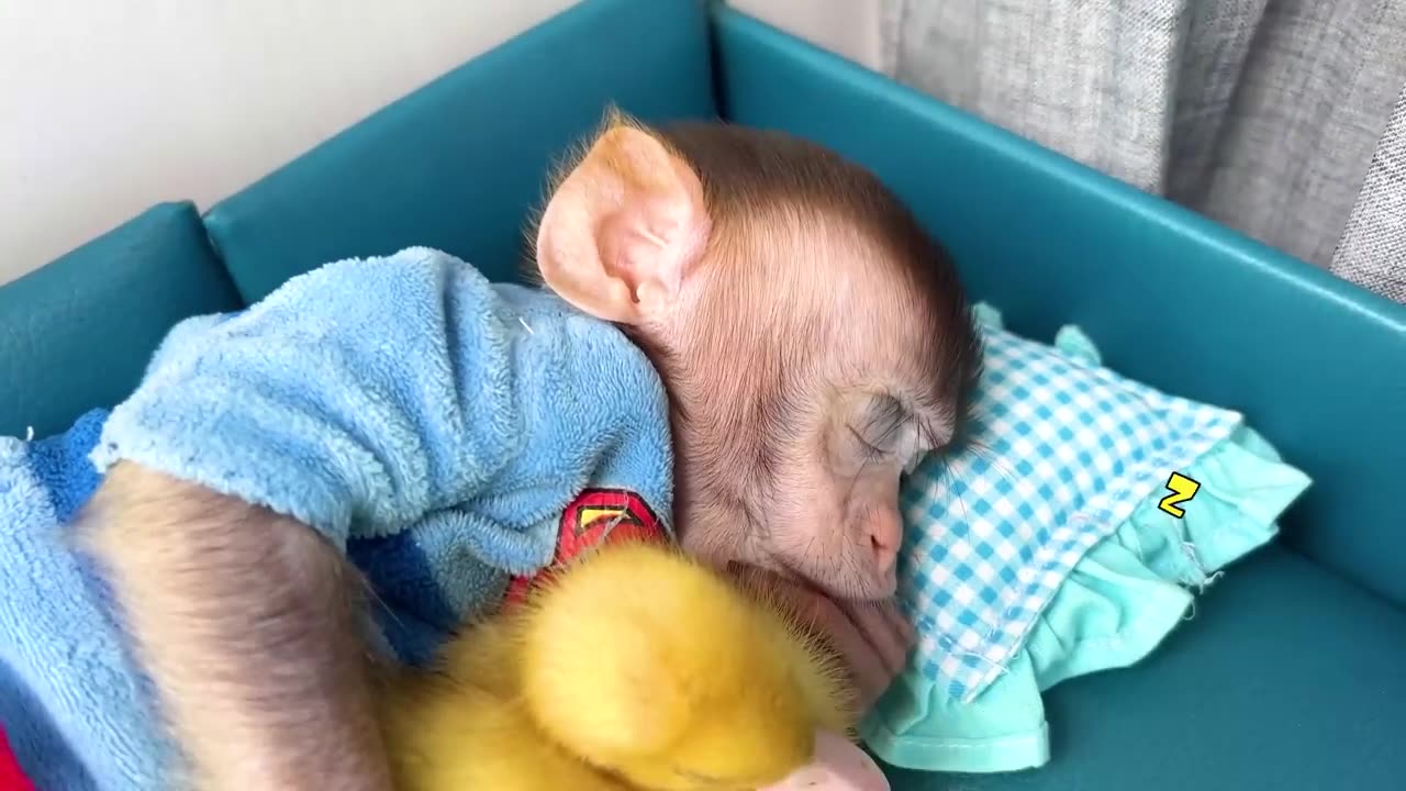 Monkey Baby