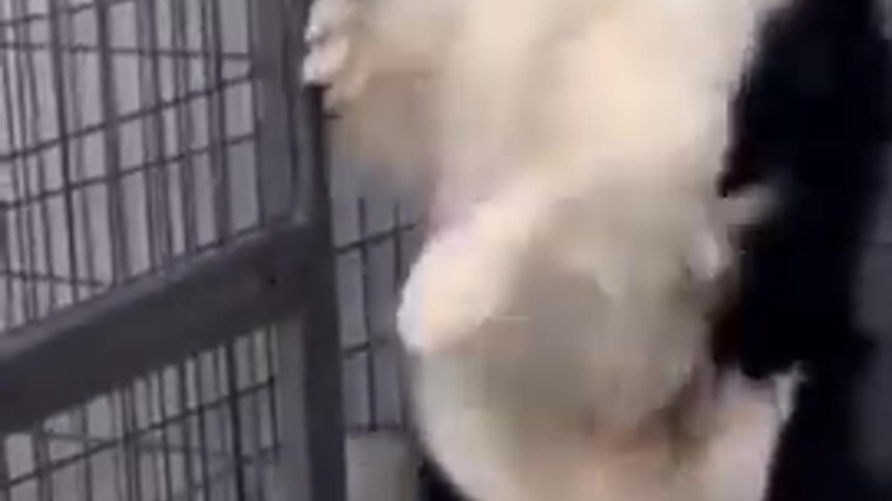 Funny animals