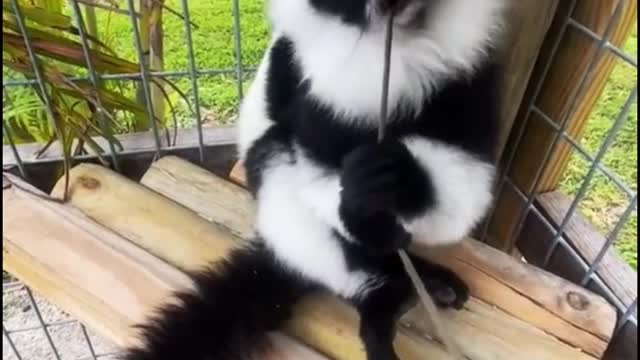 Is the monkey trying to bite through the rope?