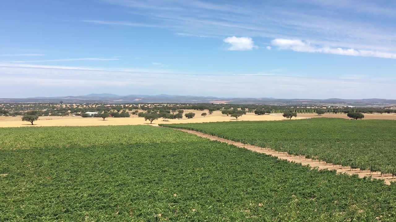 Wo bekommen ich portugiesischen Rotwein aus dem Alentejo?