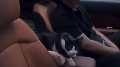 Beautiful cat 🐈 trending video