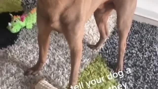 ****Funniest Doggos Ever 🤣 Best Funny Dog Videos Compilation****