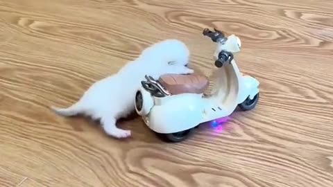 "Amazing cute funny cat