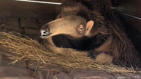 Please know the name of this animal?