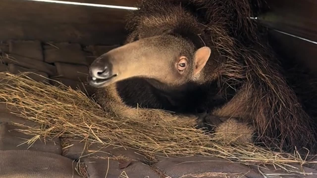 Please know the name of this animal?