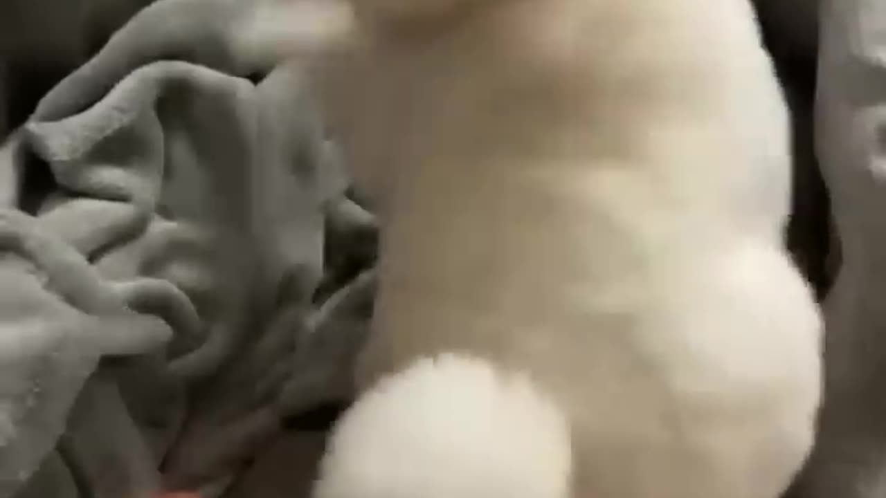 Funny cats and dogs new 2023