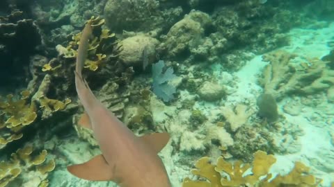 Animals Under Sea