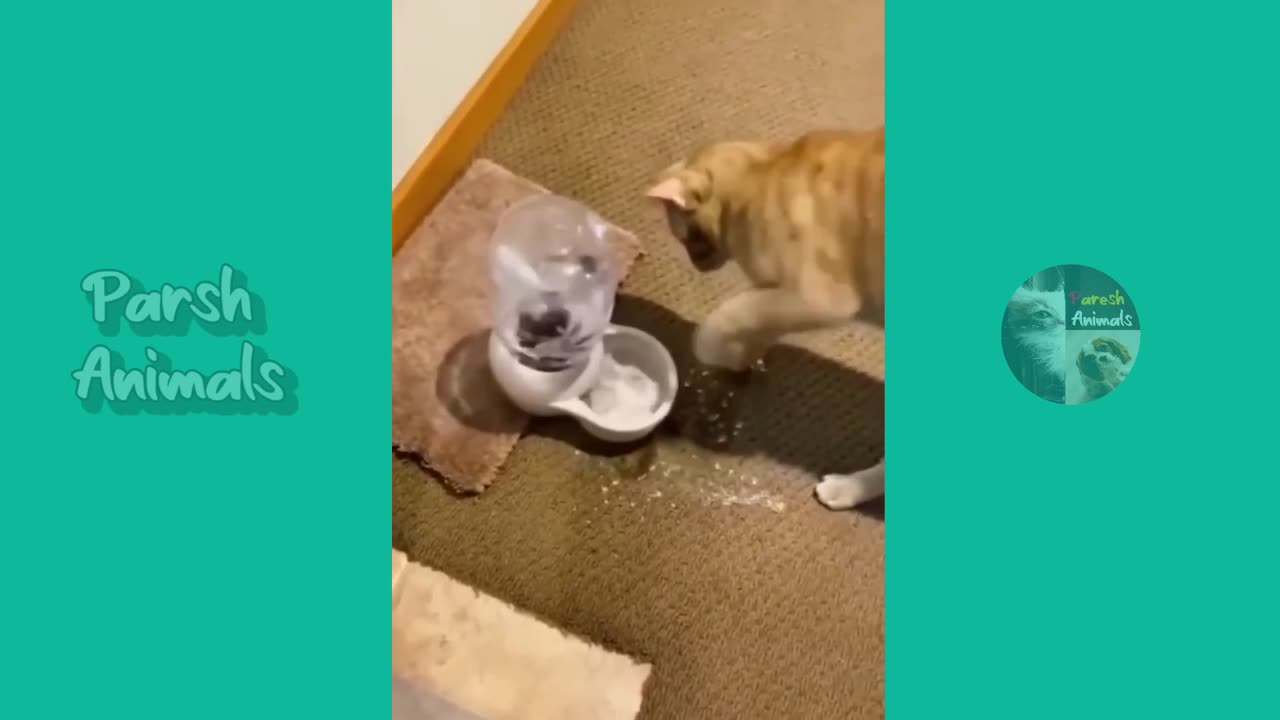 Funny Dog And Cat Doing Crazy Things Funniest Anim...
