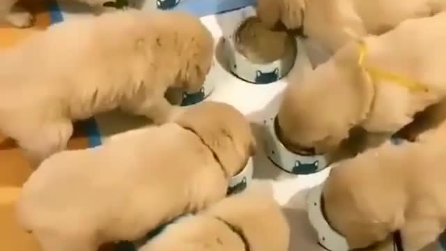 Animal funny short video #16
