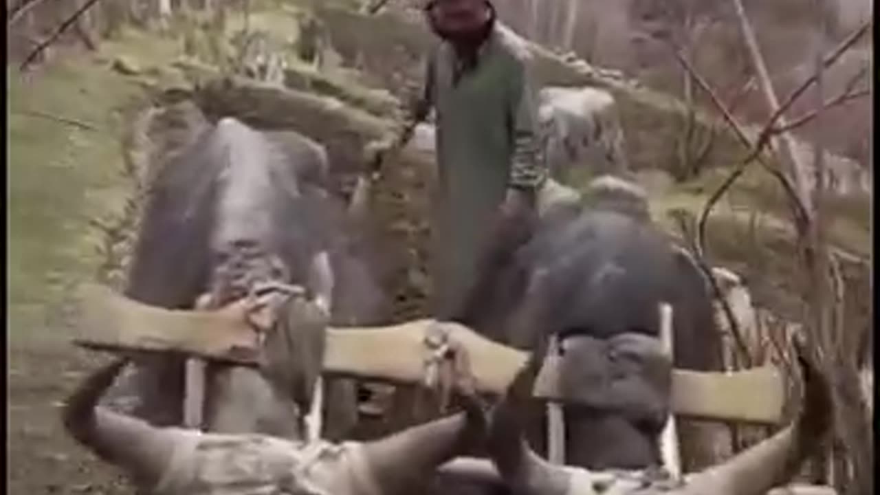 قدیم روایتی انداز میں ہل چلانے کا منظر