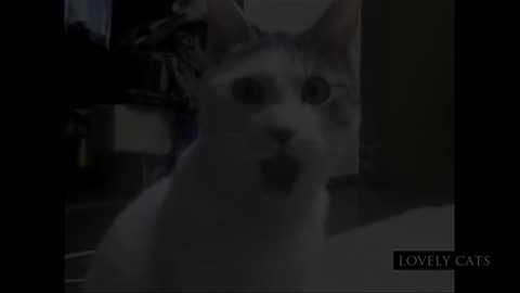Crazy kittens