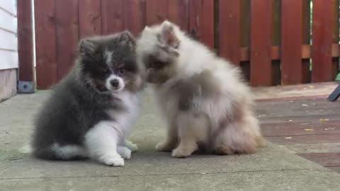 Pet Groomer stoles👺👺👺 two Puppies . These were so precious