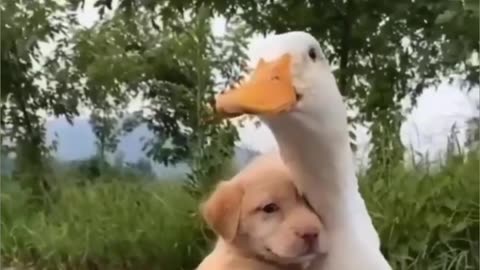 Duck And Dog 🐕 Funny Moments Tranding Video