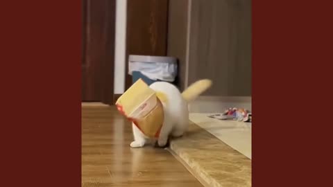 Funny cat and dog 😂