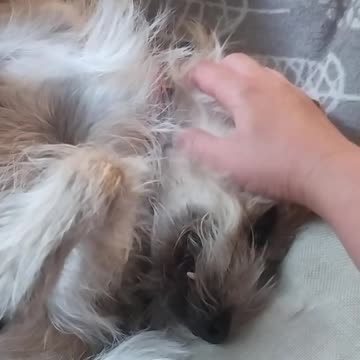 Luna makes strange and funny noises 🐕♥️