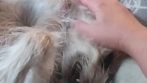 Luna makes strange and funny noises 🐕♥️