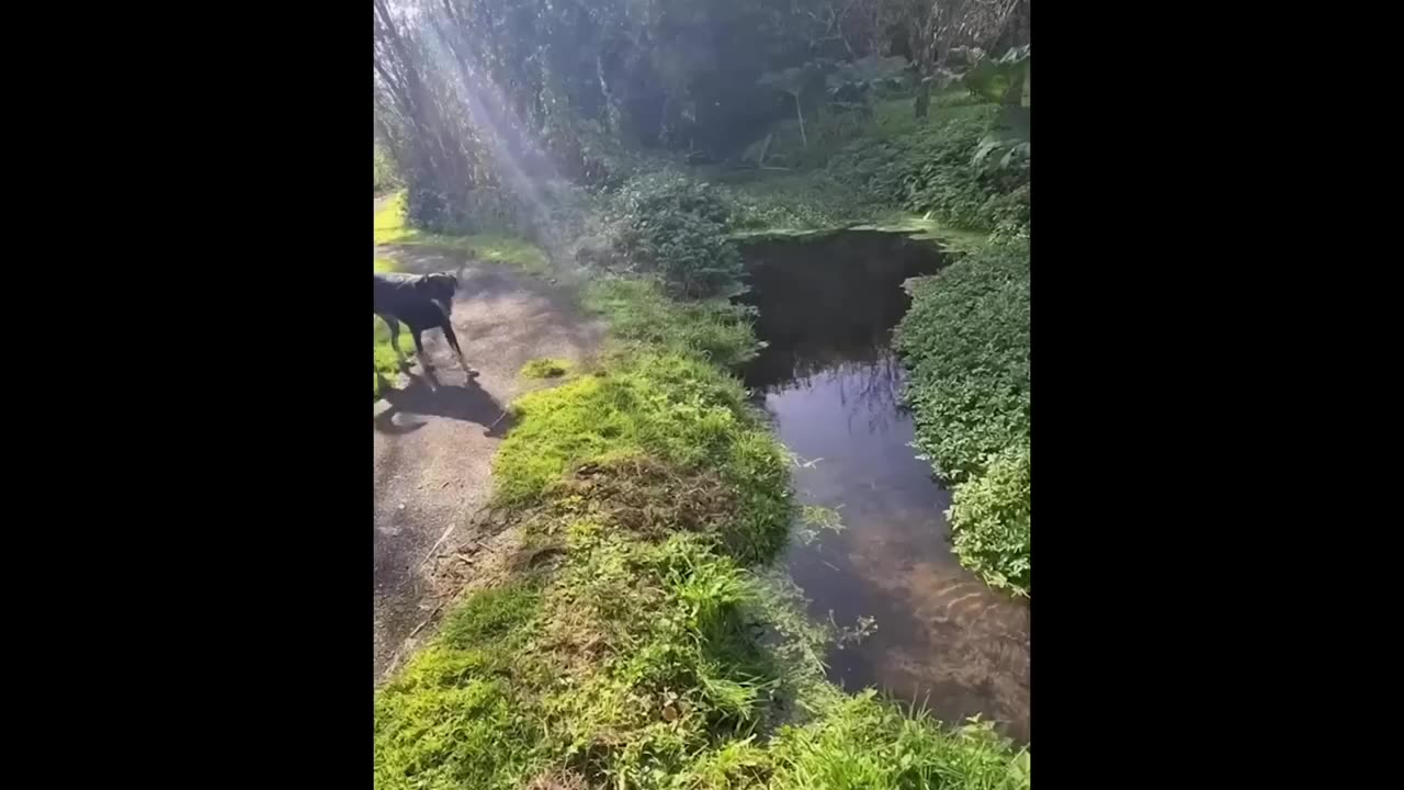 funny animals extras