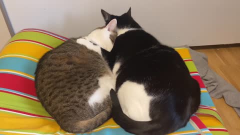 Cute cat | kitten| romantic cat