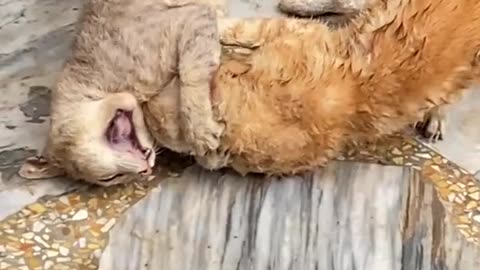 Cute cats video compilation 4😍😍😂