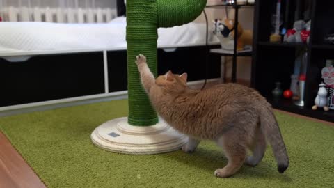 Today is Cactus Day!