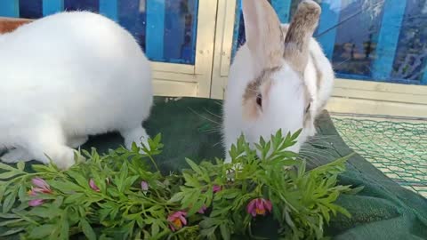 Rabbit 🐇🐇 eating vegetables and flowers 🌺