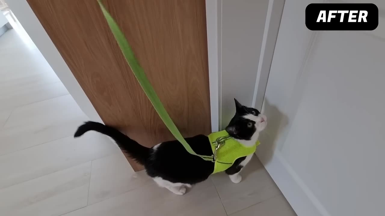 Cat's Reaction to The Leash