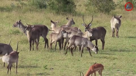 Discovering the Enchanting Habits of African Waterbuck _ Kruger National Park