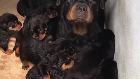 LOS PERRITOS DE MAMA