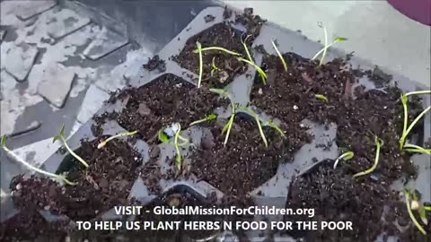 How to Plant Guava Seeds n Seedlings