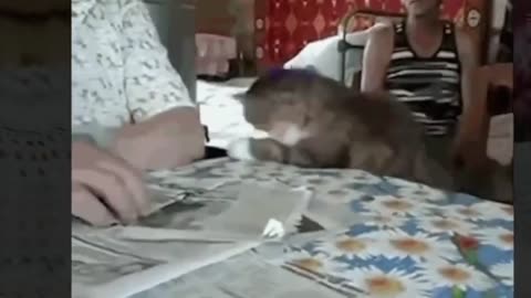 CUTE ANIMAL COMPILATION, MUST WATCH