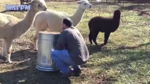Super Funny Moments Human and Animals Fails of 2021 Weekly Compilation