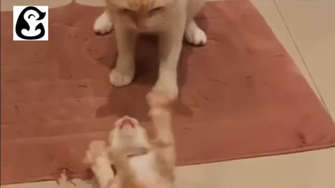 FUNNIEST KITTENS OF 2022 - CUTE BABY CAT COMPILATION