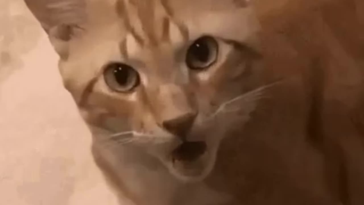 Cute Cat Gif