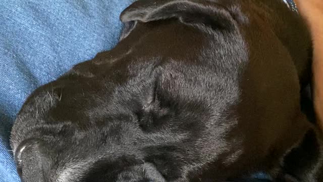The black dog is one I rescued