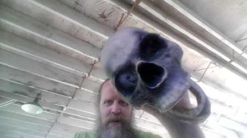 Fake skull/real spiderwebs