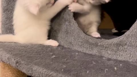 cat fights