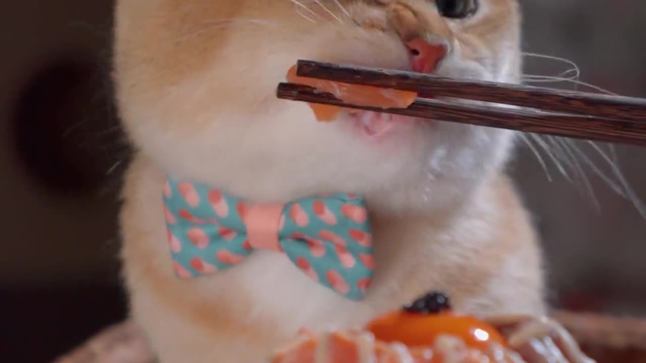 ASMR Cat Eating delicious Meat Part 5.