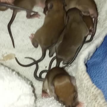 8 Orphaned Baby Rat Pups 🐀🐀🐀🐀🐀🐀🐀🐀